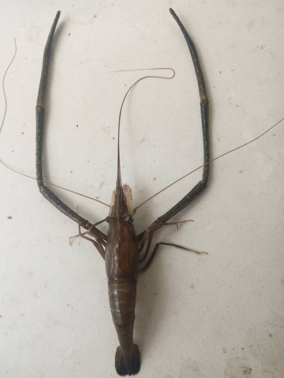 冷水中华长臂大河藻虾观赏工具满额包邮虾