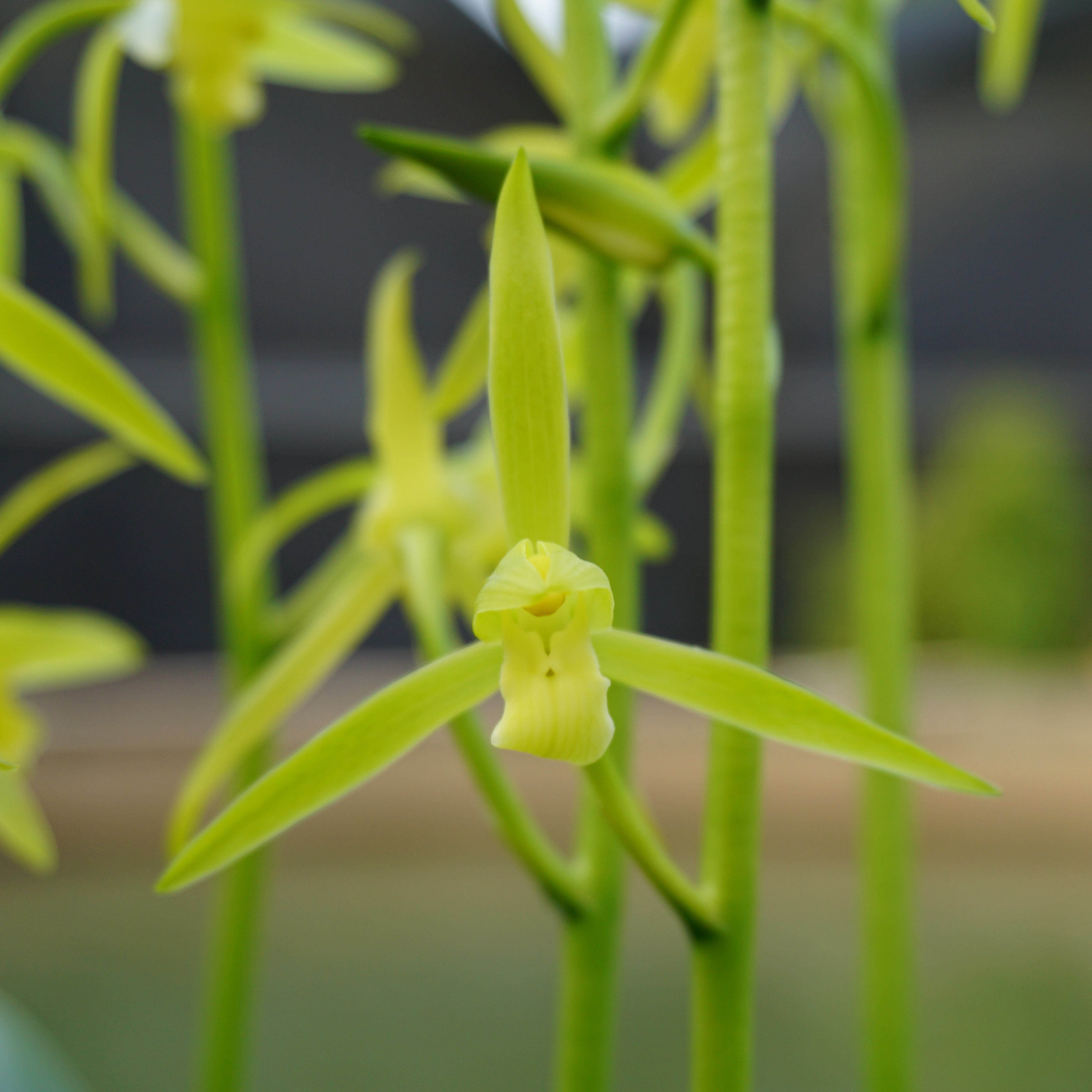 宸晟兰艺艺兰花苗墨兰素心白墨兰草花卉盆栽时令草本花卉