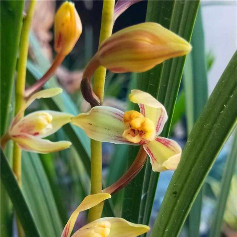 兰花兰花紫紫金彩梅建兰四季花苗香兰绿植植物时令草本花卉