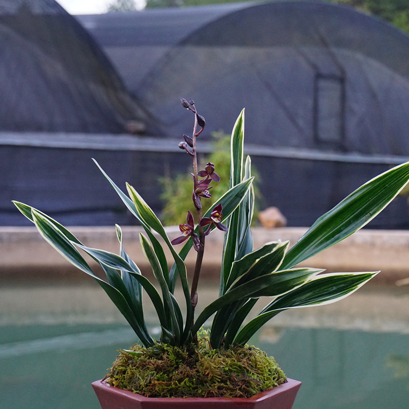 墨兰新品报岁兰中矮种白覆轮艺红瓣花花卉兰花时令草本花卉