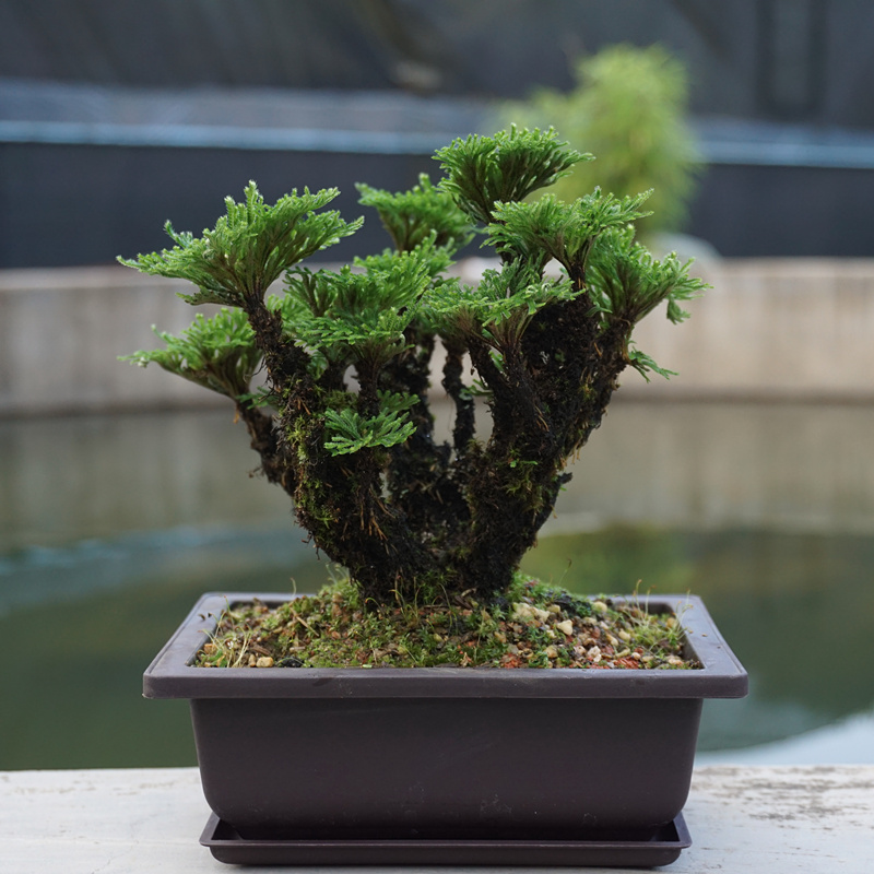 野生卷柏 九死还魂草微型盆景造型盆栽 一物一拍 精品