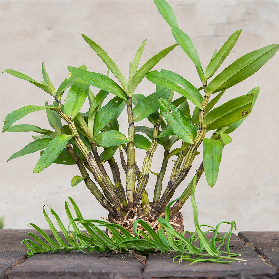 石斛云南翅萼翅鄂毛石斛赤水金钗铁皮盆栽鼓槌石斛