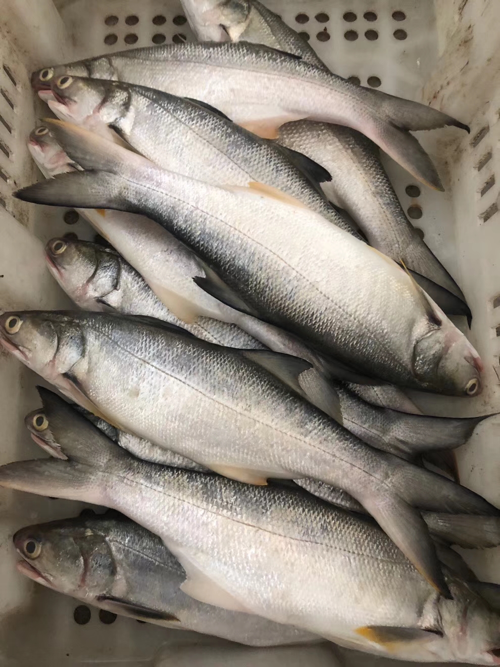 舟山野生大午马友新鲜深海海船水产午笋鱼马黄鱼