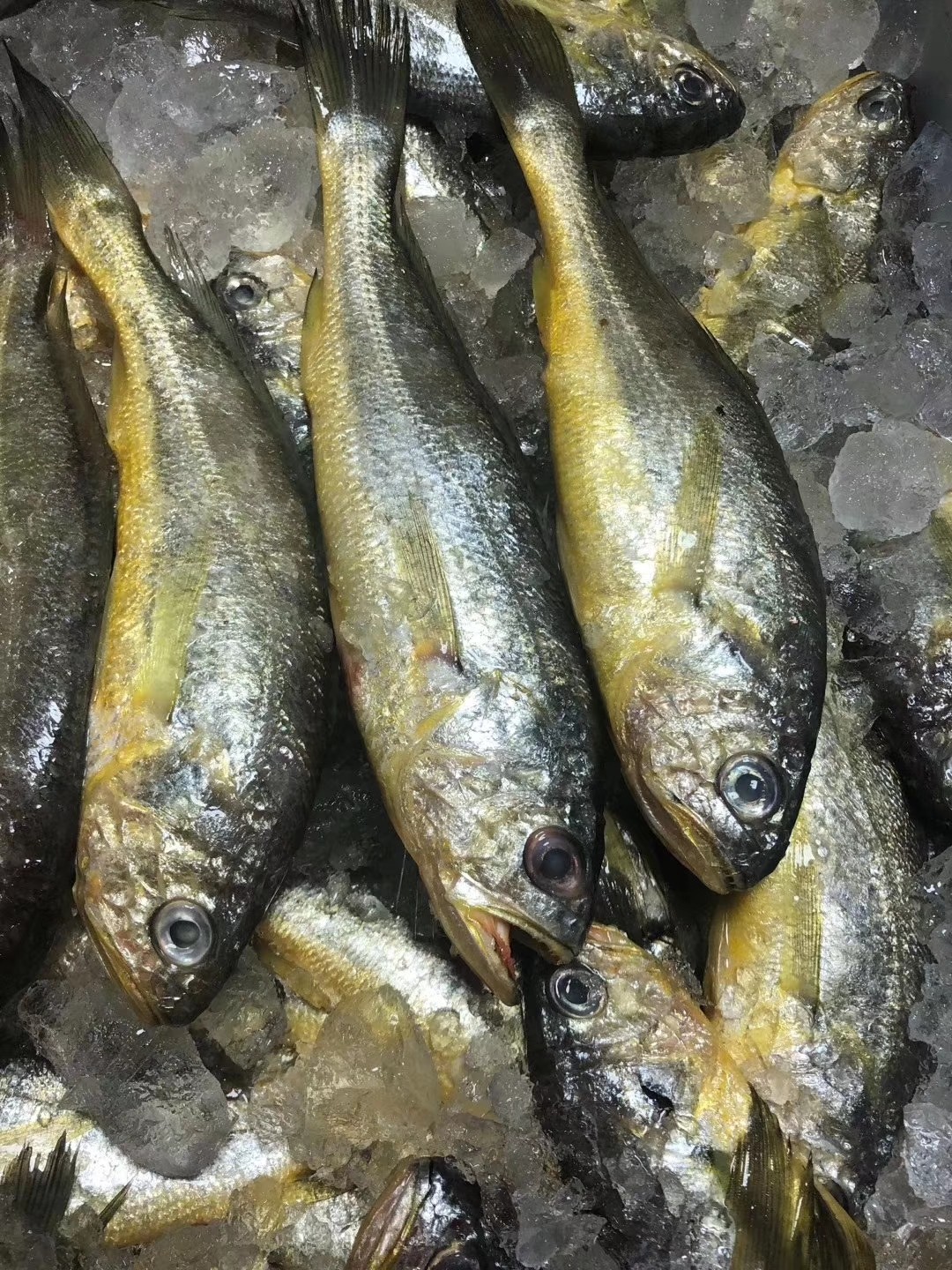 舟山小黄黄鱼东海特色新鲜黄花鱼野生深海梅子黄鱼