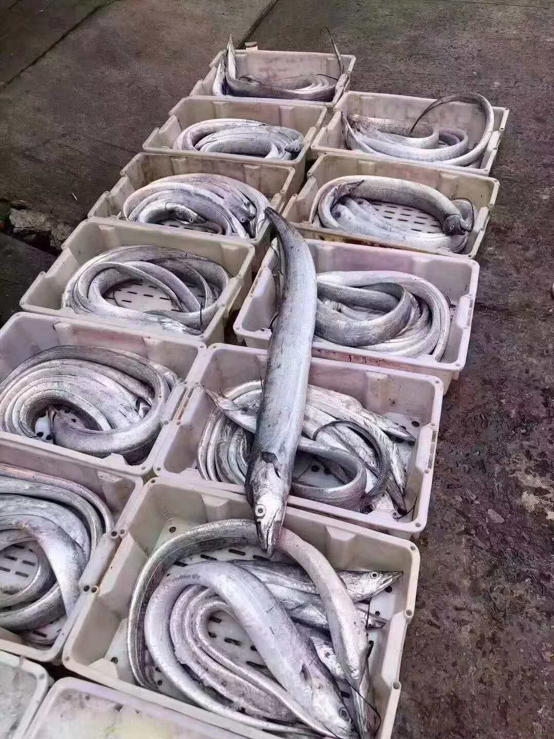 东海特级眼睛野生新鲜鲜活大顶舟山带鱼