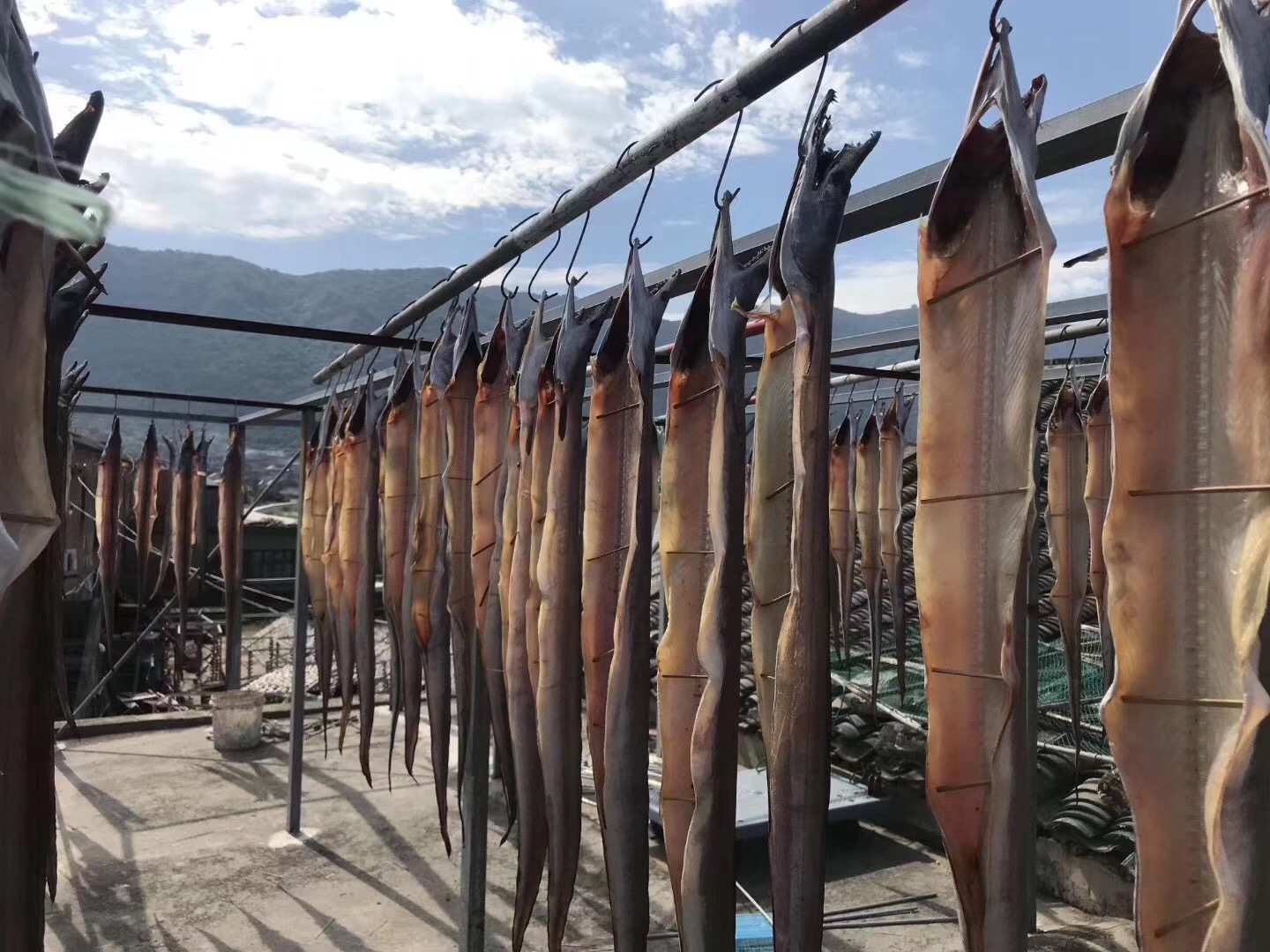 舟山新风干整条干货半干风干微咸特产自晒鳗鱼鳗鱼