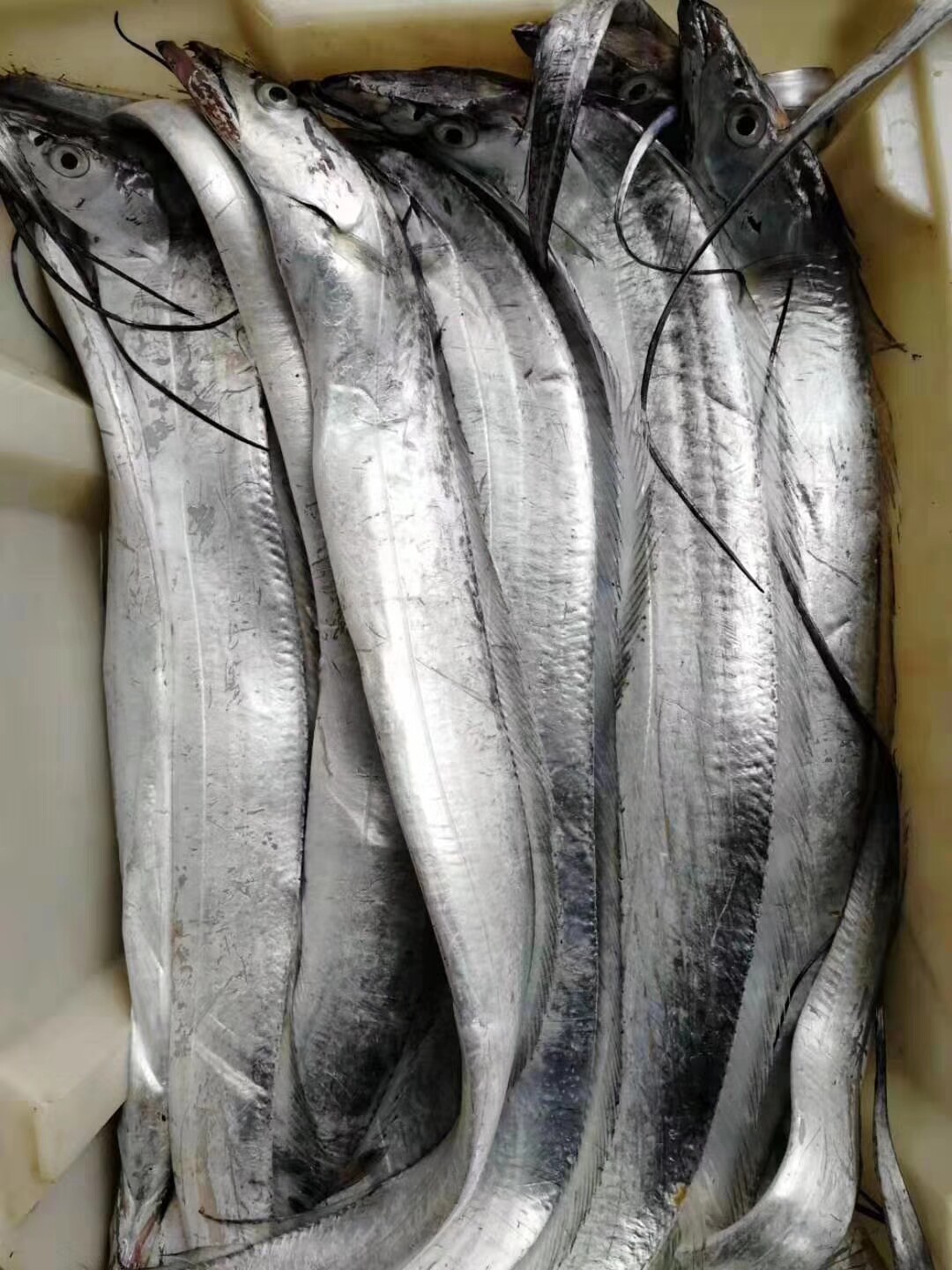 舟山带鱼新鲜东海特级小眼睛野生鲜活正宗雷达带鱼