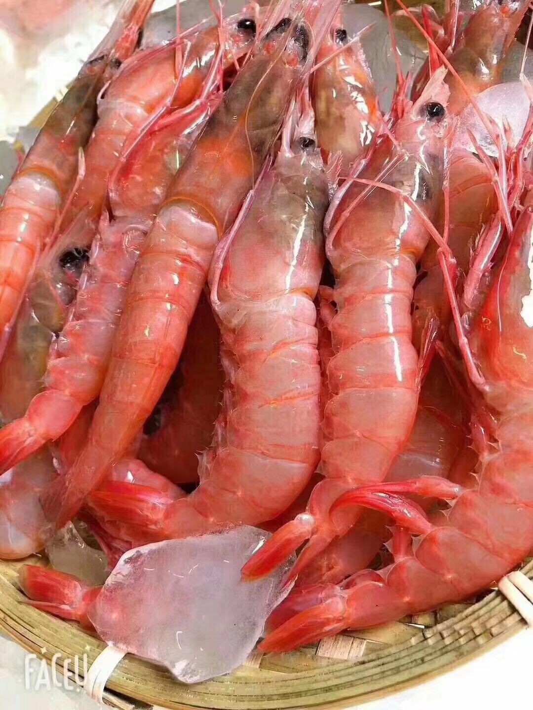 舟山东海野生红虾鲜活水产深海海船大头虾剑虾冻虾