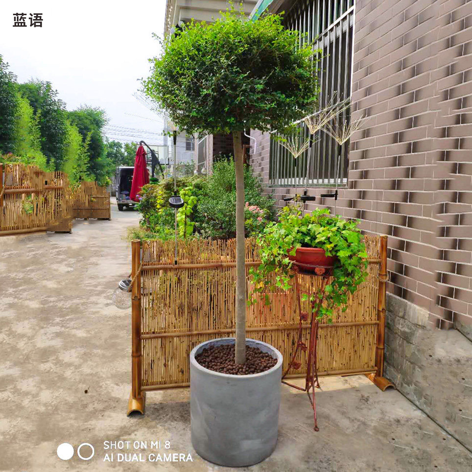 川滇蜡树棒棒球形四季常绿造型棒棒糖植物阳台庭院家庭绿植露台