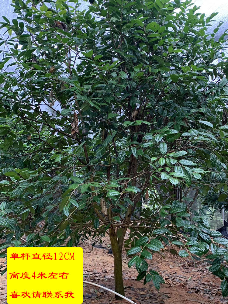 金花茶树苗金花茶苗防普金花茶树防城金花茶苗原生树开花树