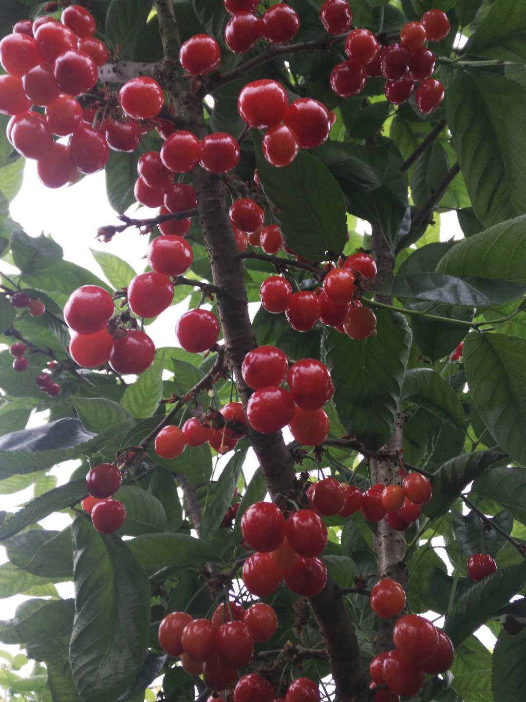 正宗四川红妃樱桃嫁接树苗1年当年结果果苗果树