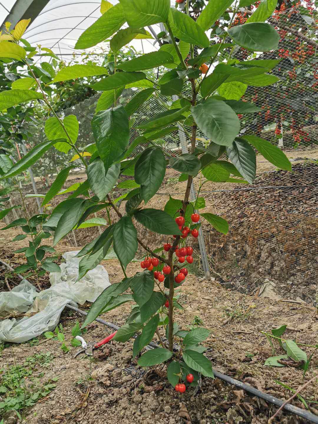 正宗四川红妃樱桃嫁接树苗1年当年结果果苗果树
