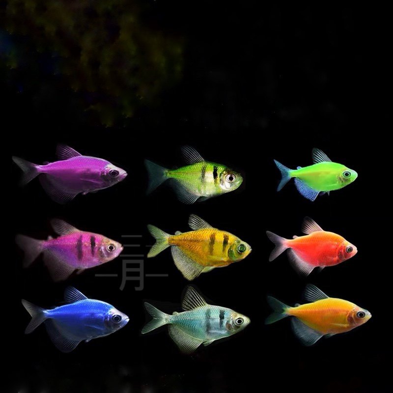 天使绿衣彩衣彩裙小型鱼灯科热带鱼观赏鱼活体网红鱼