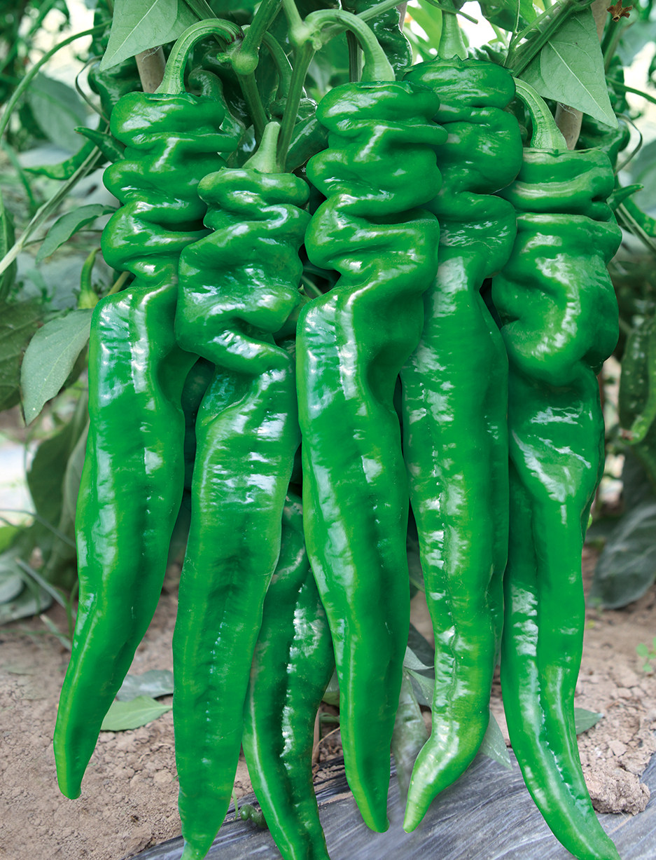 辣椒特大陇椒种子巨型螺丝有机蔬菜农家四季家庭园艺种子