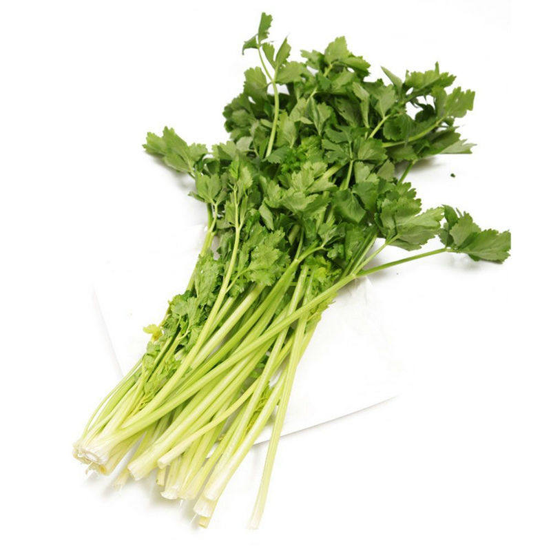 香芹家庭美芹脆型香甜清香赛金小美大田小香家庭园艺种子