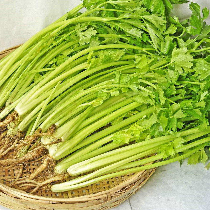 香芹家庭美芹脆型香甜清香赛金小美大田小香家庭园艺种子