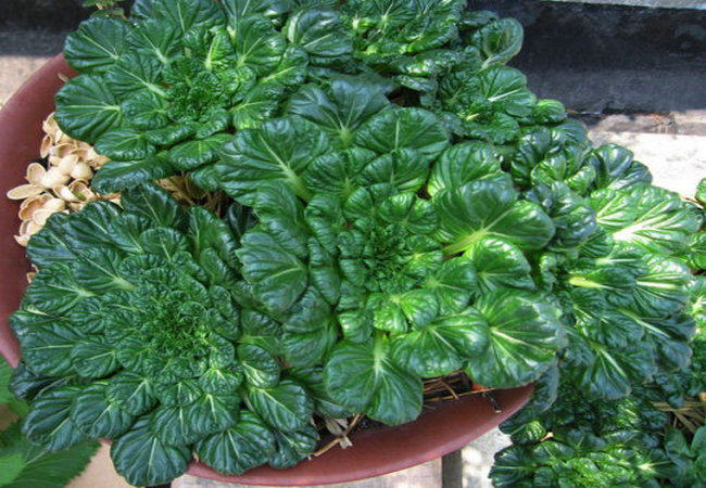 乌塌菜种子 又称黑白菜高钙保健蔬菜养心菜 野菜维生素菜 黑菜r