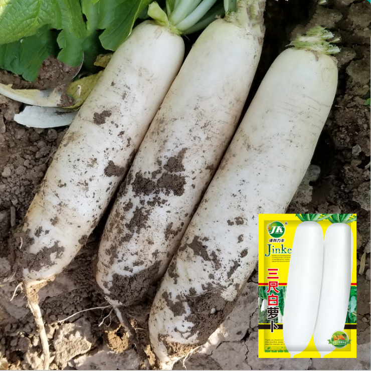 三寸白玉春长白萝卜种子高产秋季水果四季阳台家庭园艺种子
