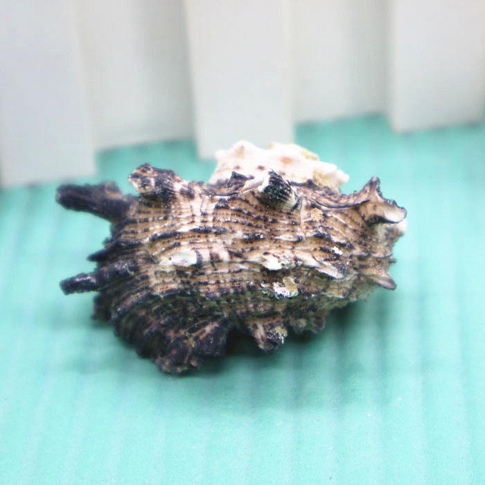 天然海螺贝壳36cm鸡冠岩螺鱼缸水族造景装饰海螺