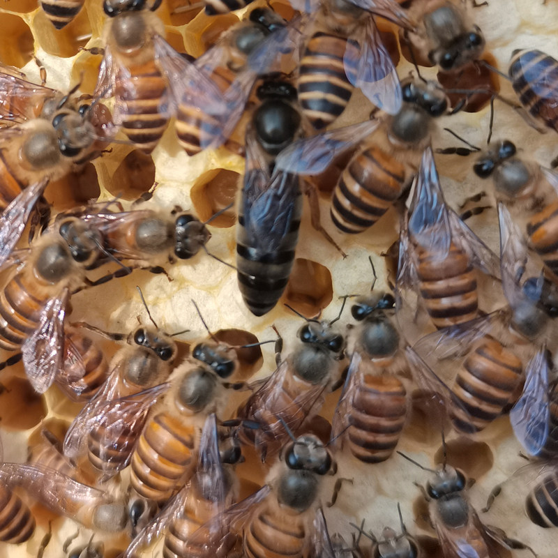 中蜂处女阿坝王阿坝产卵新开女王活体蜂王带王其它宠物