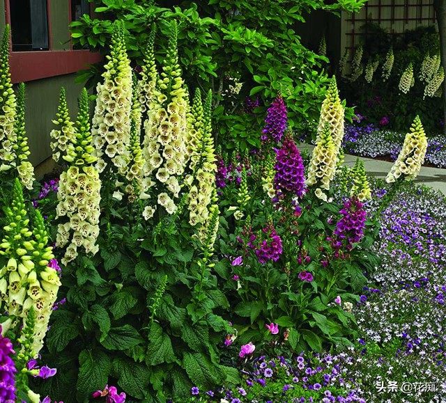 毛地黄花苗盆栽阳台庭院多年生耐寒花园花镜观花花卉