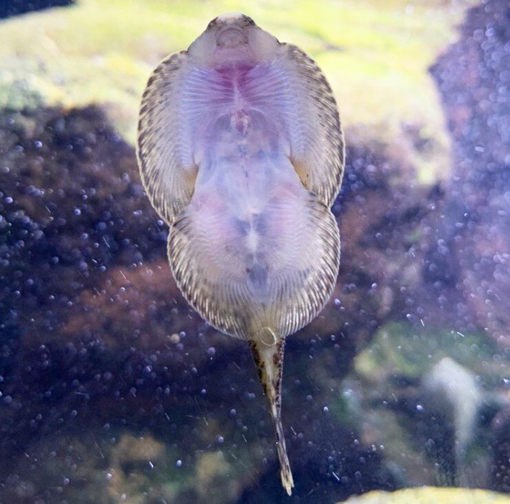 冷水吸鳅吸盘鳅双爬岩贵州清道夫工具清洁工清洁鱼