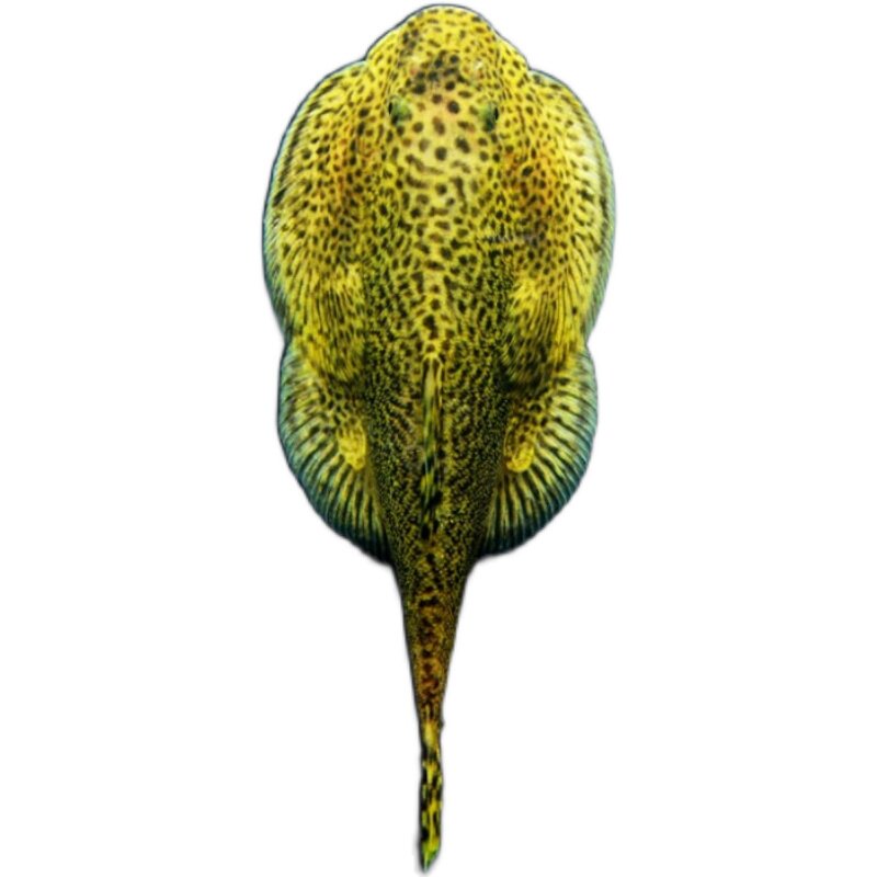 冷水吸鳅吸盘鳅双爬岩贵州清道夫工具清洁工清洁鱼