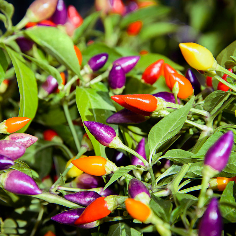 种子观赏五彩四季室内阳台七彩辣椒盆栽菜种家庭园艺种子