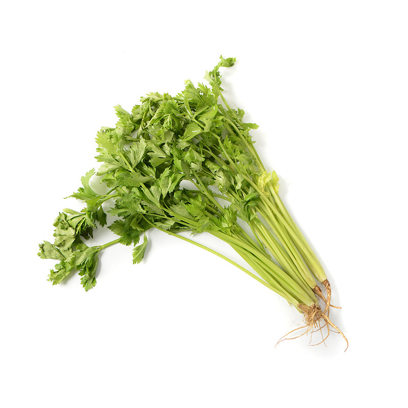 芹菜籽种蔬菜菜种四季小香香芹种子西芹春季家庭园艺种子
