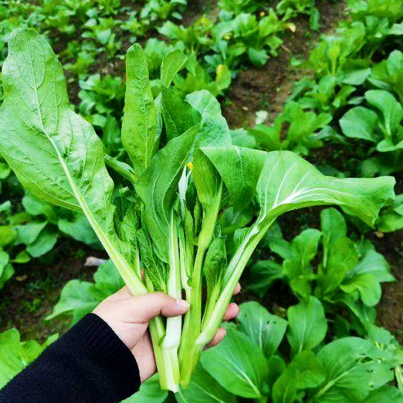 菜苔白菜苔盆栽夏季青菜大全菜种蔬菜四季阳台家庭园艺种子