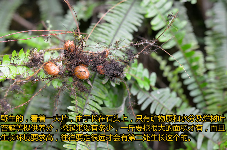 野生新鲜石黄皮凤凰蛋蛇蛋参蜈蚣草 化狗儿 圆羊齿石枇杷煲汤原料