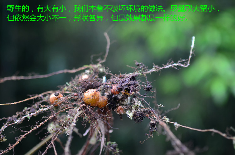 野生新鲜石黄皮凤凰蛋蛇蛋参蜈蚣草 化狗儿 圆羊齿石枇杷煲汤原料
