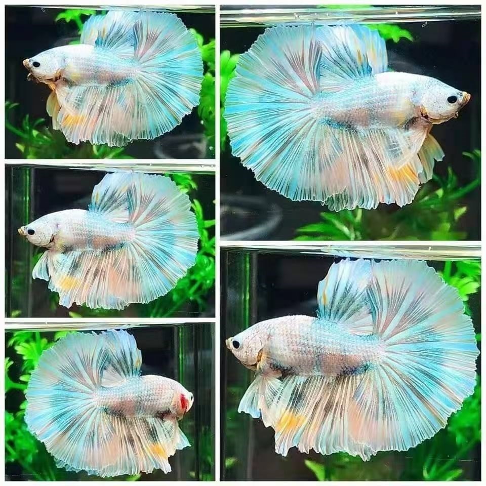 泰国斗鱼半月将军公鱼母鱼繁殖组抱卵母活体鱼