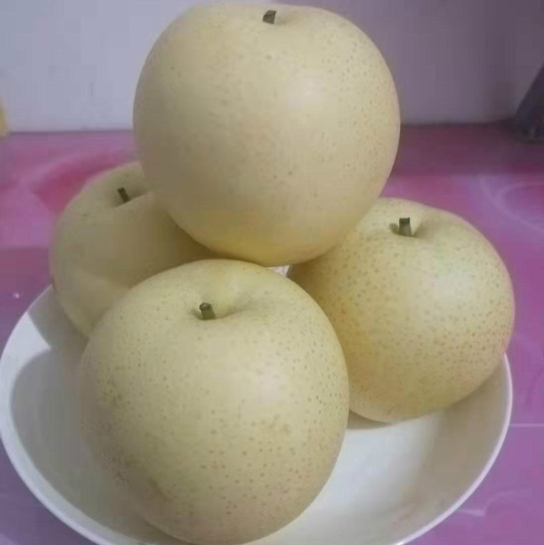 梨甜新鲜河北泊头天津鸭梨梨子5斤带箱香梨梨