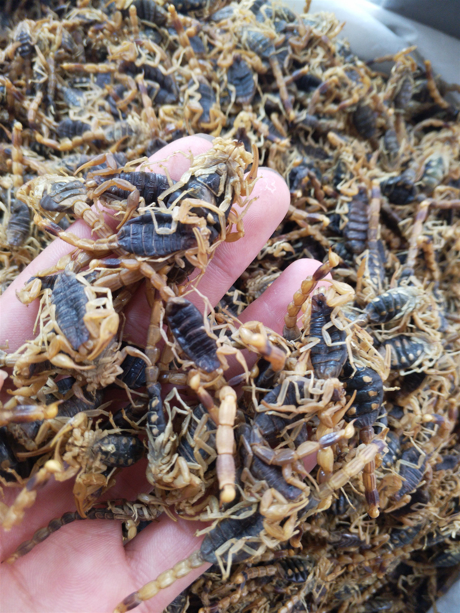 蝎子全蝎中药材清水100克完整食用药用干货另有其他药食同源食品