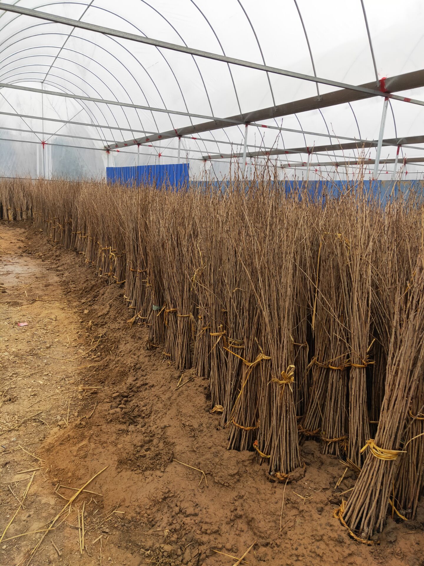 樱花花苗樱花树树苗日本樱花小苗嫁接早樱晚樱盆栽行道树