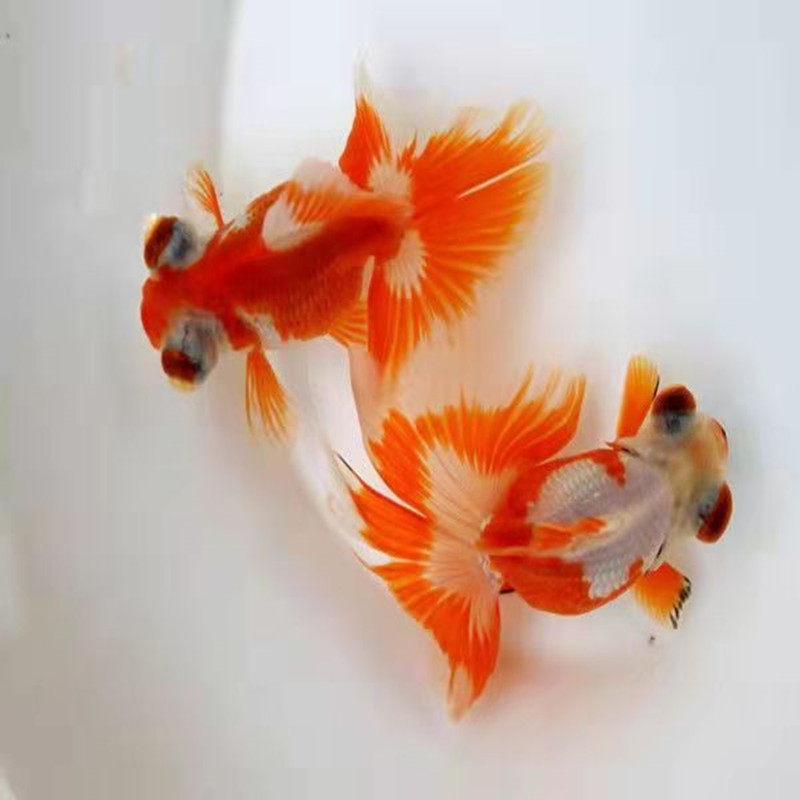 熊猫金鱼蝶尾包活精品碟尾红白包金活体冷水鱼鱼