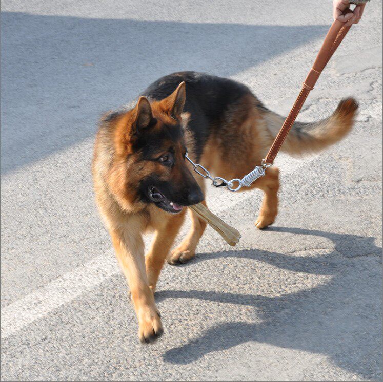 大型训练套装宠物不锈钢牛皮牵引项圈狗牵绳狗狗牵引绳