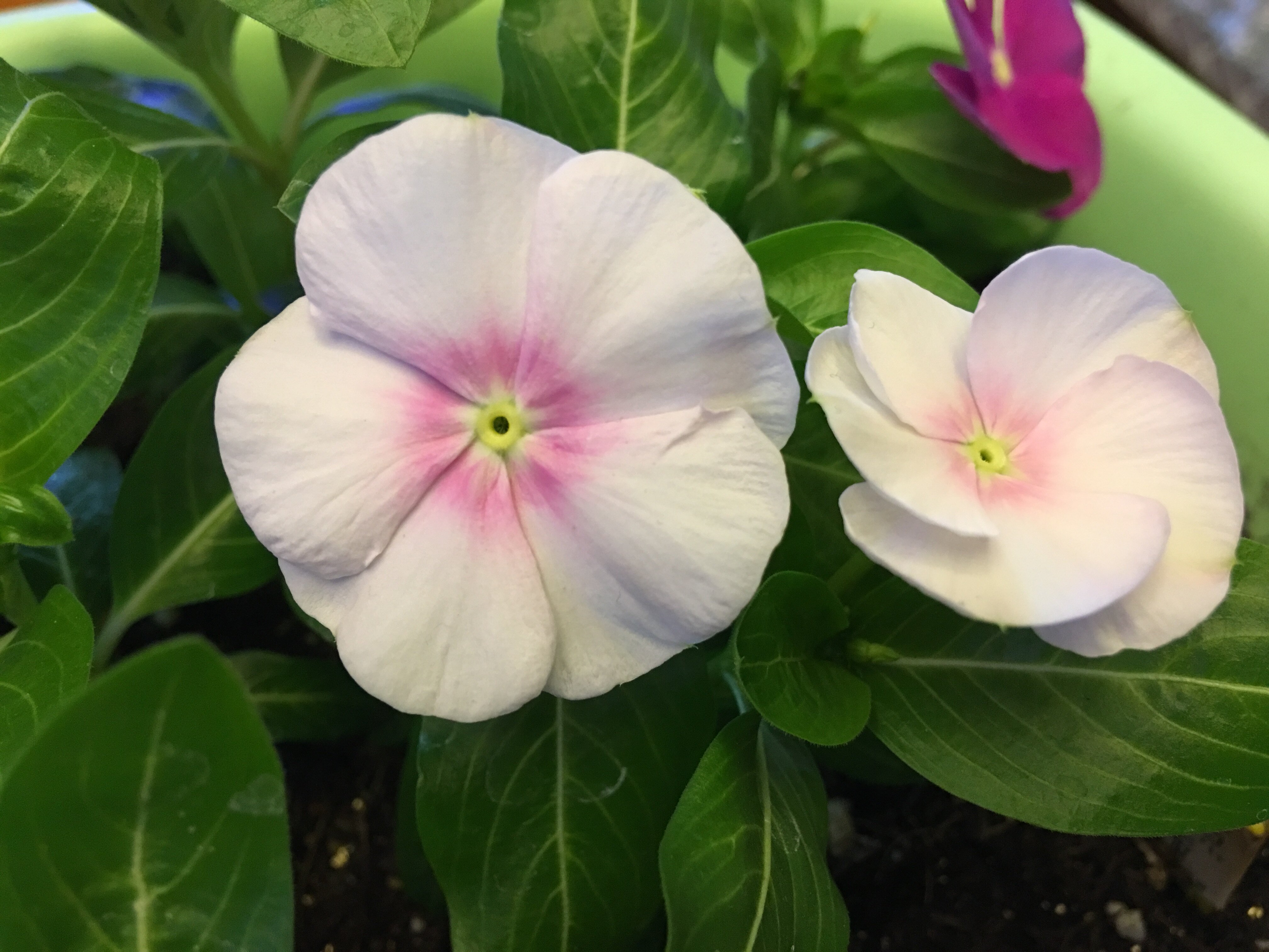 进口垂吊长春花种子日日春 四季春播室内阳台易种盆栽花种子花籽