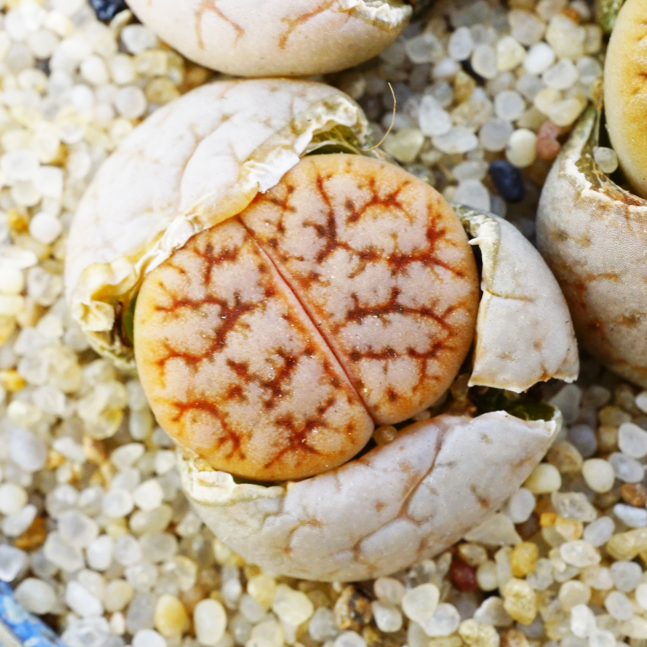 c189xc309a荒玉杂交新品一物一拍两年年生石花多植物多肉植物