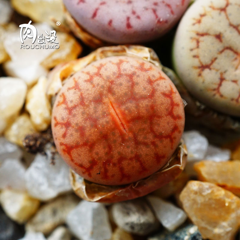 曲玉两年粉曲一物一拍生石花番杏科多肉植物多肉植物