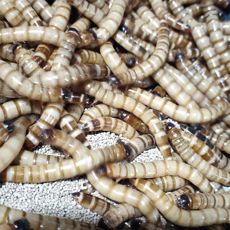大麦麦虫活体鲜活超级面包虫子黄粉虫蜥蜴蜘蛛观赏鱼饲料