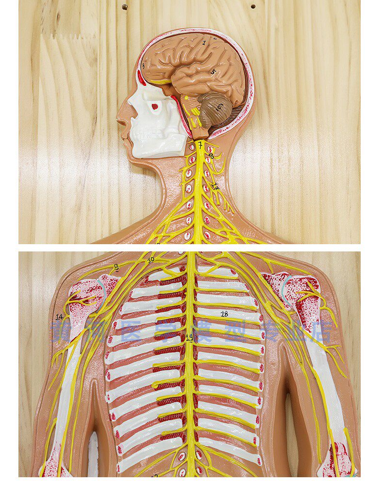 解剖中枢神经人体神经系统模型脑脊髓系统脊髓其他模型玩具