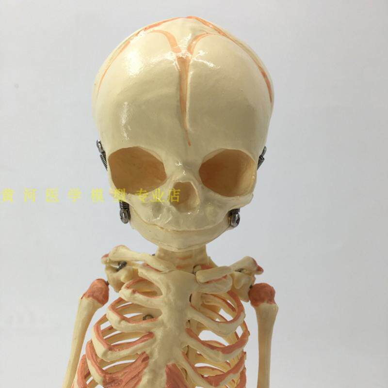 模型婴儿骷髅骨骼骨架人骨素描人体教学其他模型玩具