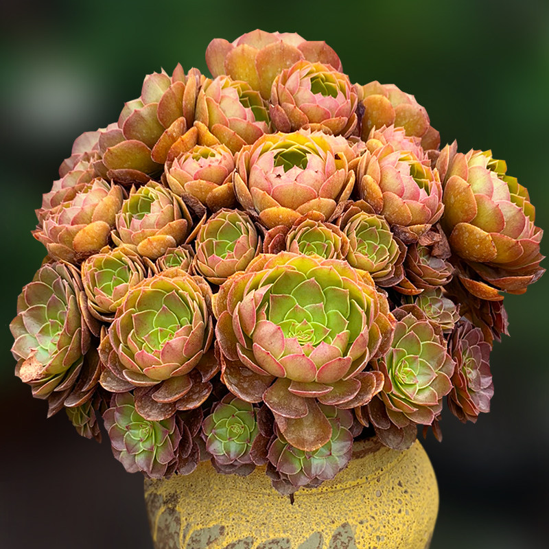 红心万圣节沙拉碗球精品法师大老一物一拍包邮多肉植物