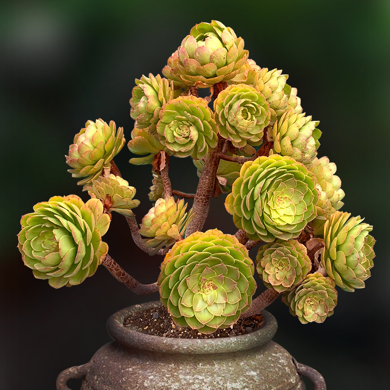 红心万圣节沙拉碗球精品法师大老一物一拍包邮多肉植物