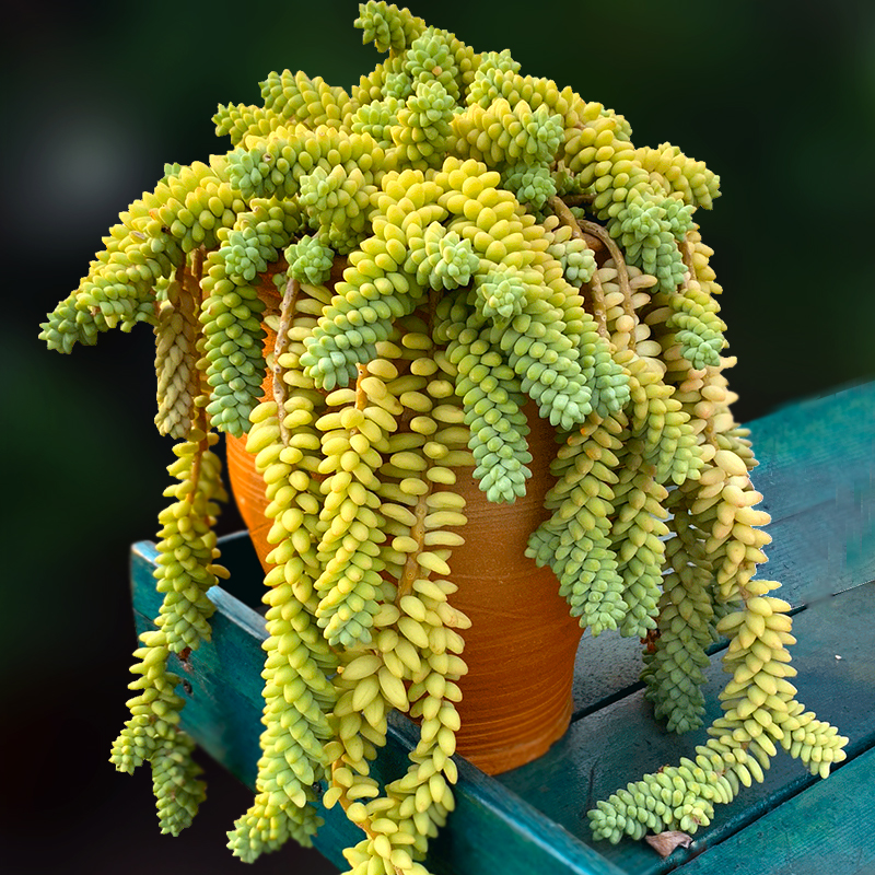 新玉缀彩虹多肉植物一物一拍盆栽包邮阳台绿植多肉植物