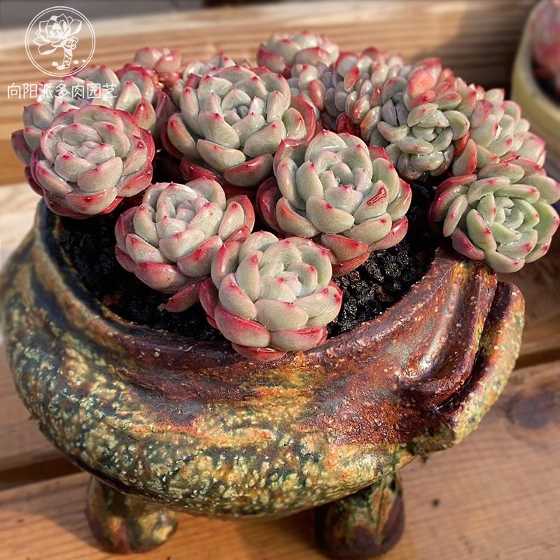 奶油泡芙阿玛贝利轰动肥厚可爱爱肉嘟嘟多肉多肉植物