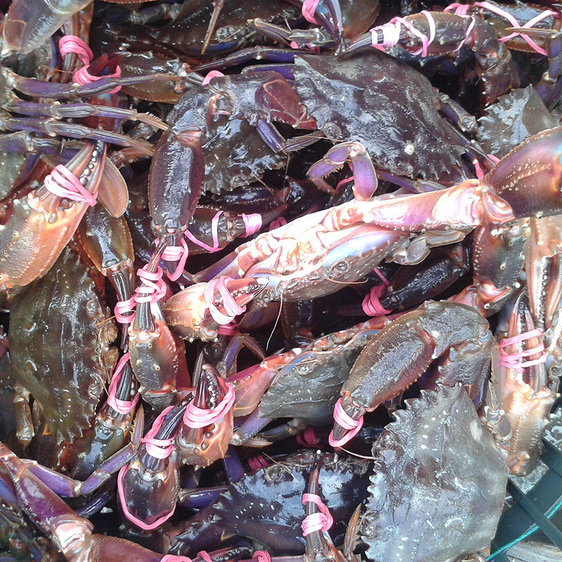赤甲红蟹鲜活烟台野生花盖蟹新鲜海鲜青蟹梭子蟹石夹红蟹石蟹螃蟹
