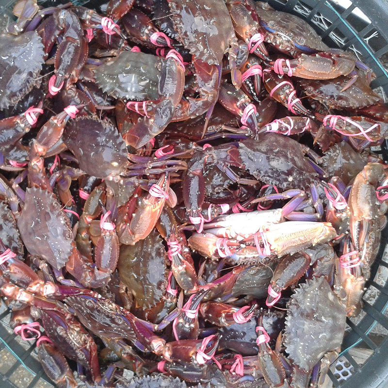 赤甲红蟹鲜活烟台野生花盖蟹新鲜海鲜青蟹梭子蟹石夹红蟹石蟹螃蟹